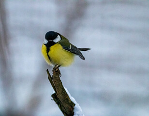 Yellow titmouse on a branch