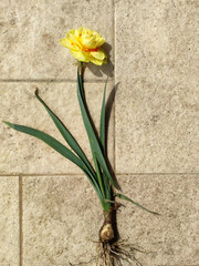 yellow narcissus flower with root and bulb on stone background