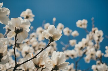 Weiße Tulpenmagnolie