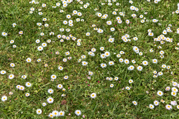 Perennial daisies on a green meadow. Species of the genus Daisy of the Asteraceae family is a perennial herbaceous plant. Cultivated as an ornamental flowering plant.