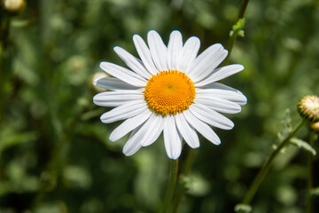 Beautiful chamomile flower on a blurred background. Close-up.