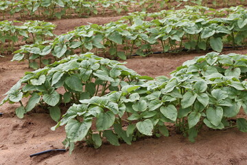 sunflower seedlings 