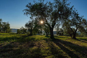 beautiful mornings on countryside of Tuscany, Italy, no people, blue sky