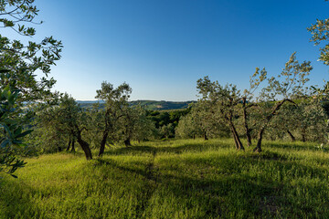 Fototapeta na wymiar beautiful mornings on countryside of Tuscany, Italy, no people, blue sky