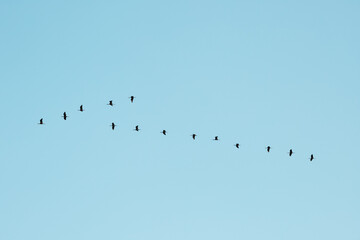 flock of birds migration in the shape of an arrow. Ornithology and leadership concept