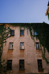  Green ivy covered the house. High quality photo