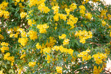 Flowering shrub with yellow flowers in the garden