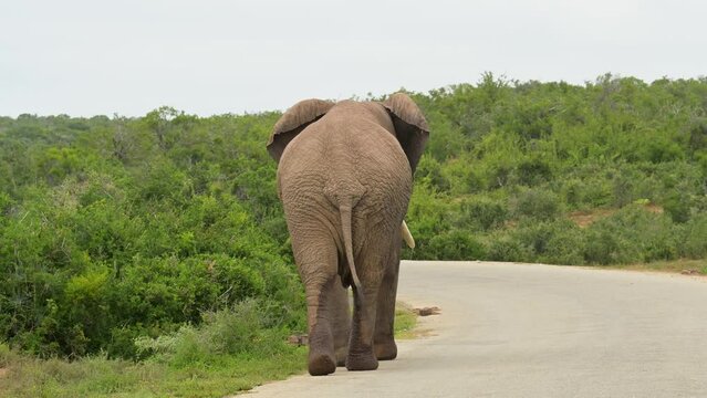 Elefant im Naturreservat Addo Elephant National Park S&uuml;d Afrika