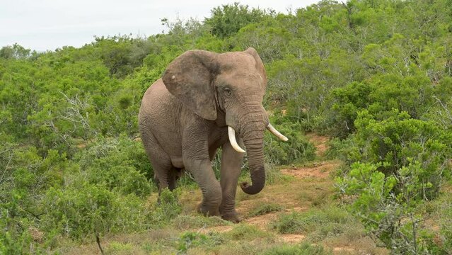Elefant im Naturreservat Addo Elephant National Park Süd Afrika