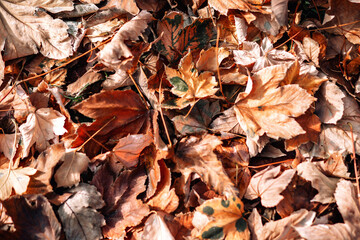 fallen autumn leaves
