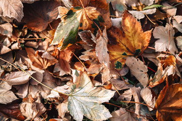 autumn leaves on the ground