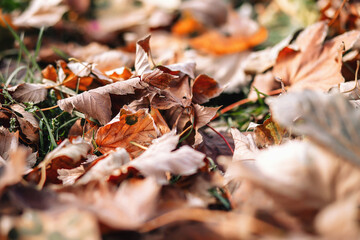 autumn leaves on the ground