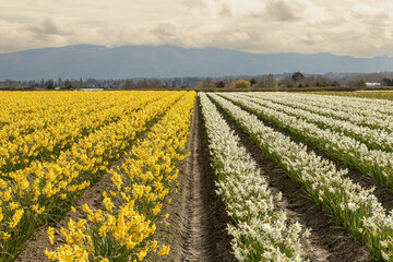 Tulip Fields in Washington, USA
