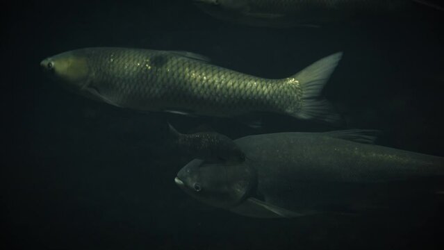 A silver carp (Hypophthalmichthys molitrix) and a grass carp (Ctenopharyngodon idella) swimming slowly in a dark underwater environment with other fish around