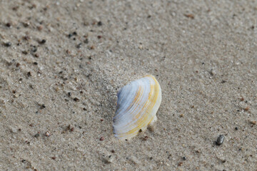 Białe muszle na morskim piasku. Jasny kolor muszli odcina się od ciemniejszego piasku. Makro, burza piaskowa, close-up, rozmyte tło, bokeh - obrazy, fototapety, plakaty