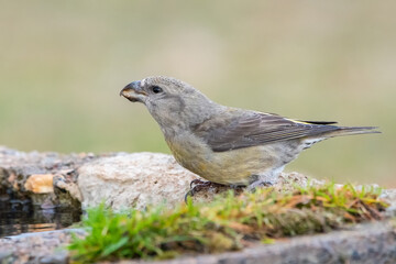 Obraz premium Çaprazgaga » Red Crossbill » Loxia curvirostra