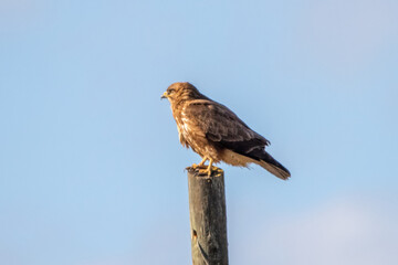 Şahin » Common Buzzard » Buteo buteo