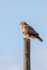 Şahin » Common Buzzard » Buteo buteo