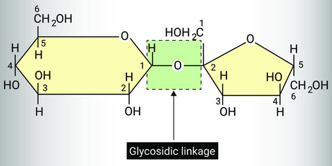 glycosidic linkage in sucrose reaction