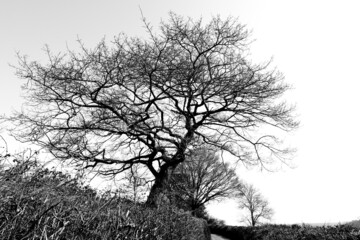 Black and white of tree in spring before growing new leaves
