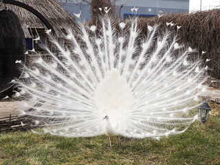Beautiful white peacock with loose tail in natural environment. Albino peacock.