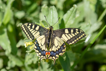 Papilionidae / Kırlangıçkuyruk / Swallowtail / Papilio machaon