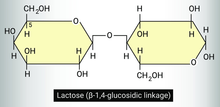 Lactose (&beta;-1,4-glucosidic linkage)