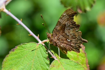 Nymphalidae / Yırtık Pırtık / Comma Butterfly / Polygonia c-album