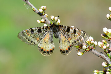 Papilionidae / Yalancı Apollo / False Apollo / Archon apollinus