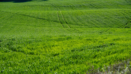 green wheat field on the hills of Pesaro Marche Italy