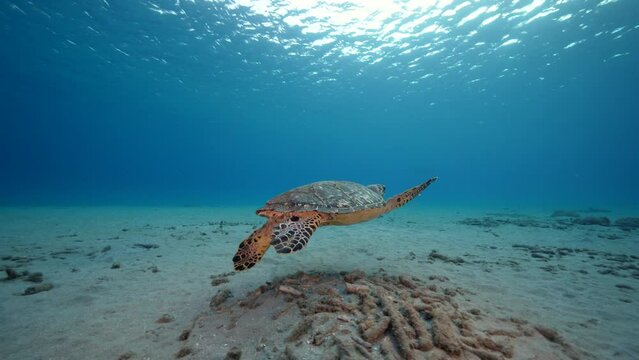 Seascape with Hawksbill Sea Turtle in the coral reef of Caribbean Sea, Curacao