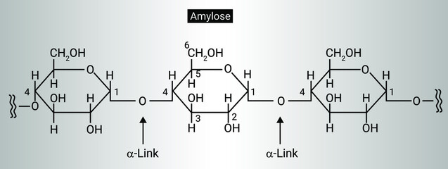 Structure of Amylose.