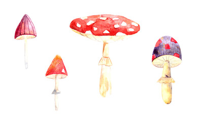 Watercolor set with bright mushrooms, fly agaric and toadstools, botanical illustration. A set of elements for postcards, posters, fabrics, design