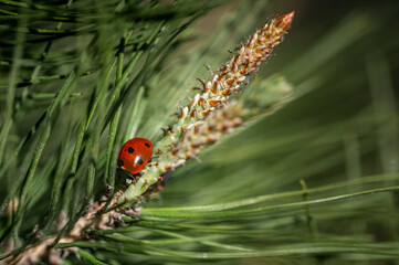 Obraz premium little ladybug rests peacefully on a maritime pine branch