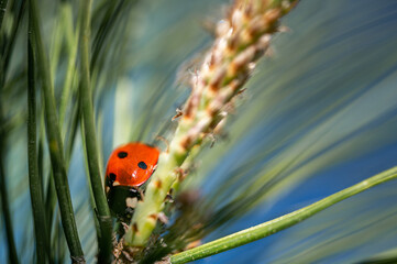 little ladybug rests peacefully on a maritime pine branch