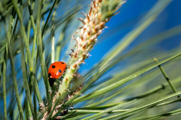 little ladybug rests peacefully on a maritime pine branch