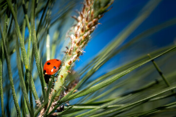 little ladybug rests peacefully on a maritime pine branch