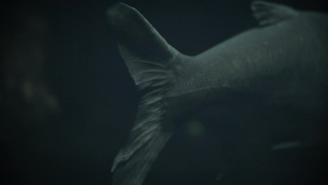 The tail of a silver carp (Hypophthalmichthys molitrix) in a dark underwater environment, close-up