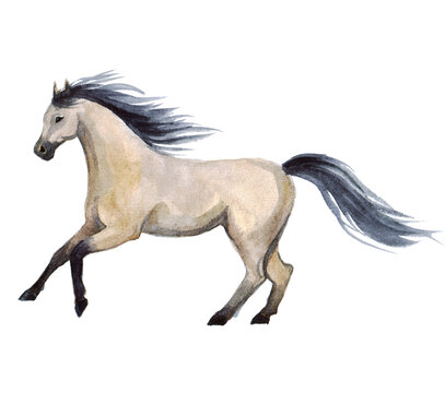 Watercolor horse art. Ink modern galloping. Energy active. Wildlife design. Artwork painted running horse running drawing. Hand drawn. Watercolor horse farm 