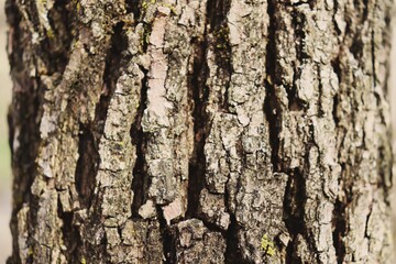 tree texture