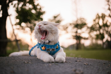 Funny gesture on the face of a cat sleeping in the park. This is caused by the gaping gap of a close-up image with the focus selected.