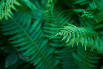 Natural unfocused green background of a natural fern in sunlight. Beautiful ferns create green foliage. High quality photo
