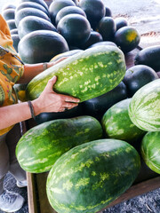customer chooses a fresh, ripe, juicy watermelon at a farmers' market.