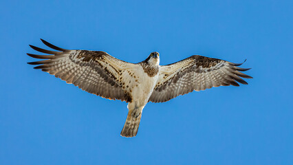 osprey in flight