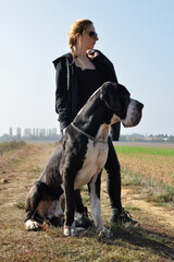 Blonde woman with an impressive large dog, of great dane breed  in the countryside. It is the...