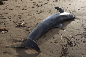dead injured dolphin lying on the beach in turkey	