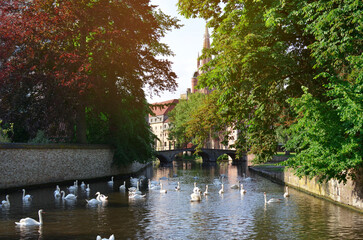 Fototapeta premium Beautiful white swans swimming in city canal on sunny day