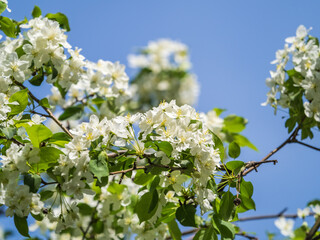 Apple tree branches with white flowers on a background of blue clear sky.
