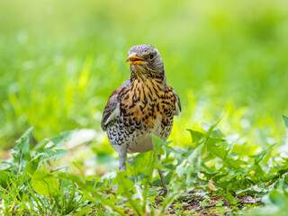 Wood bird Fieldfare, Turdus pilaris, on a sprng lawn.
