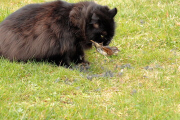 Katze beißt Vogel Tot